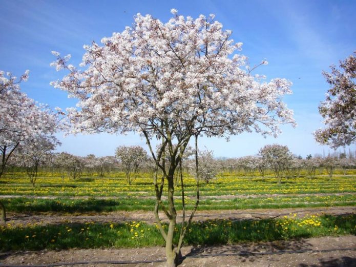 Blooming Irga varieties Lamarca