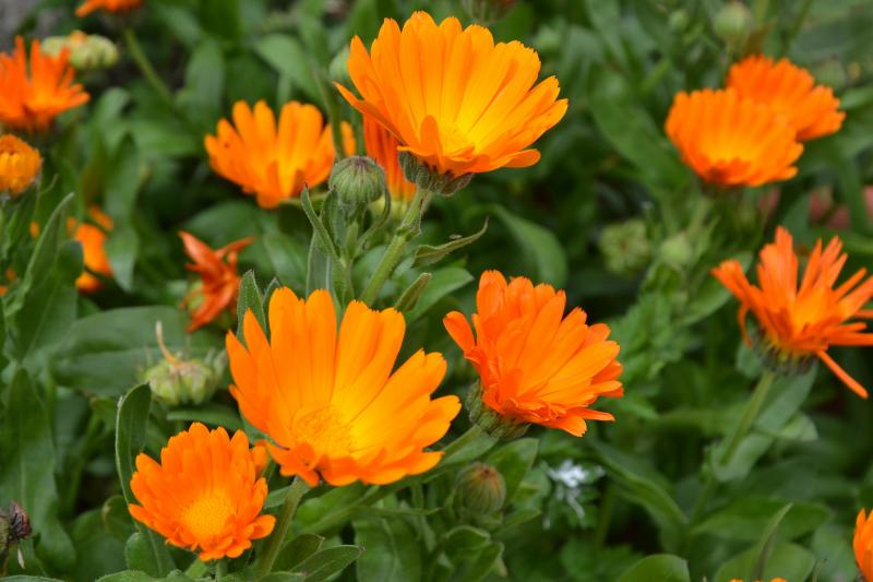 Calendula - medicinal properties and contraindications