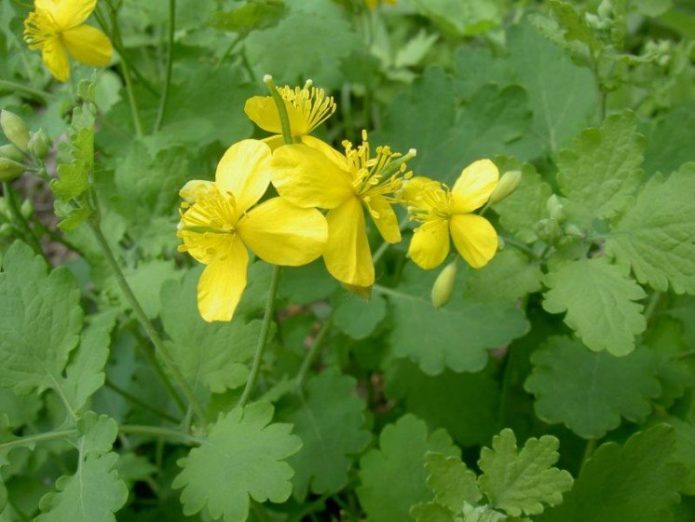 Blooming celandine