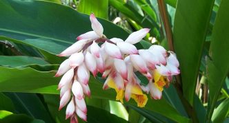 Blooming cardamom