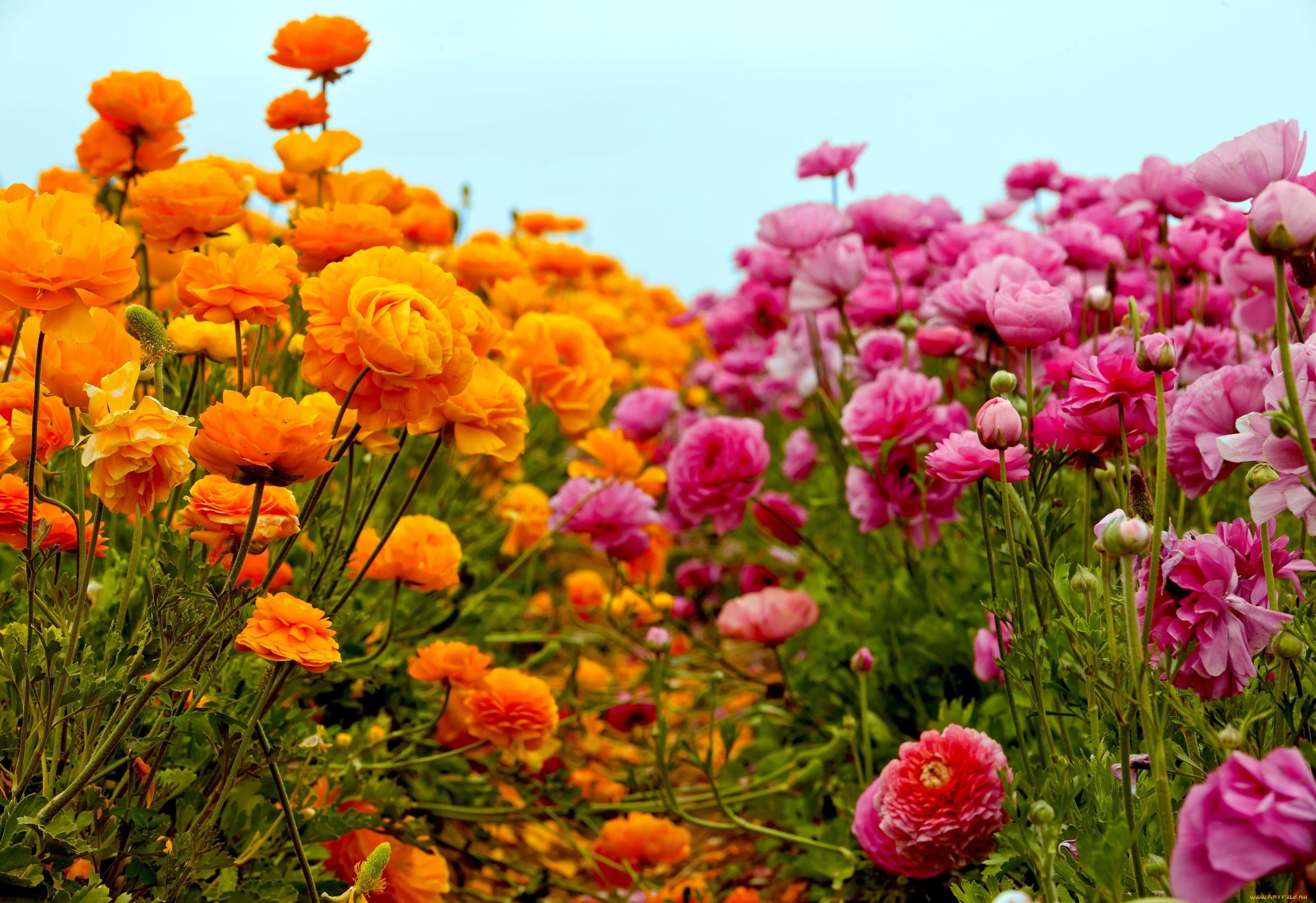 Ranunculus planting and care in the open field: tips and photos