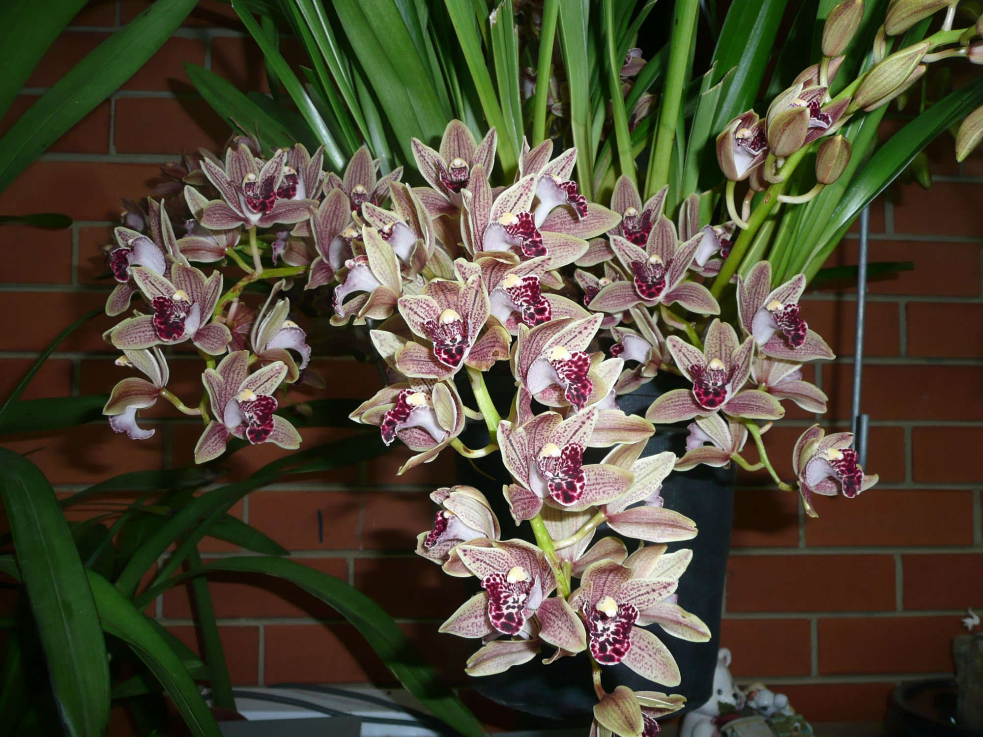 Cymbidium: no less effective than the usual orchids