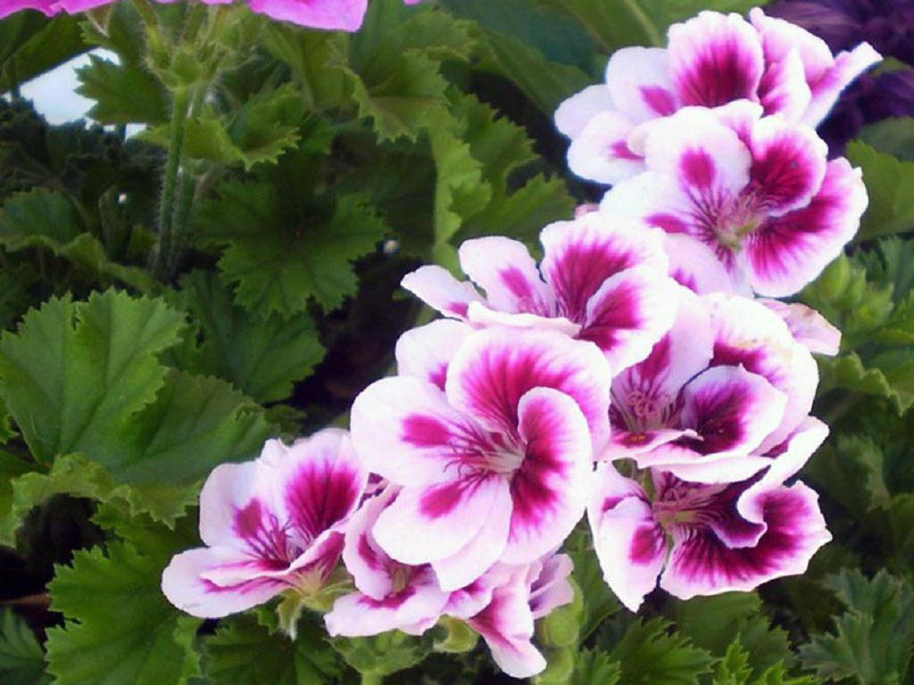 Home care for royal pelargonium, photo