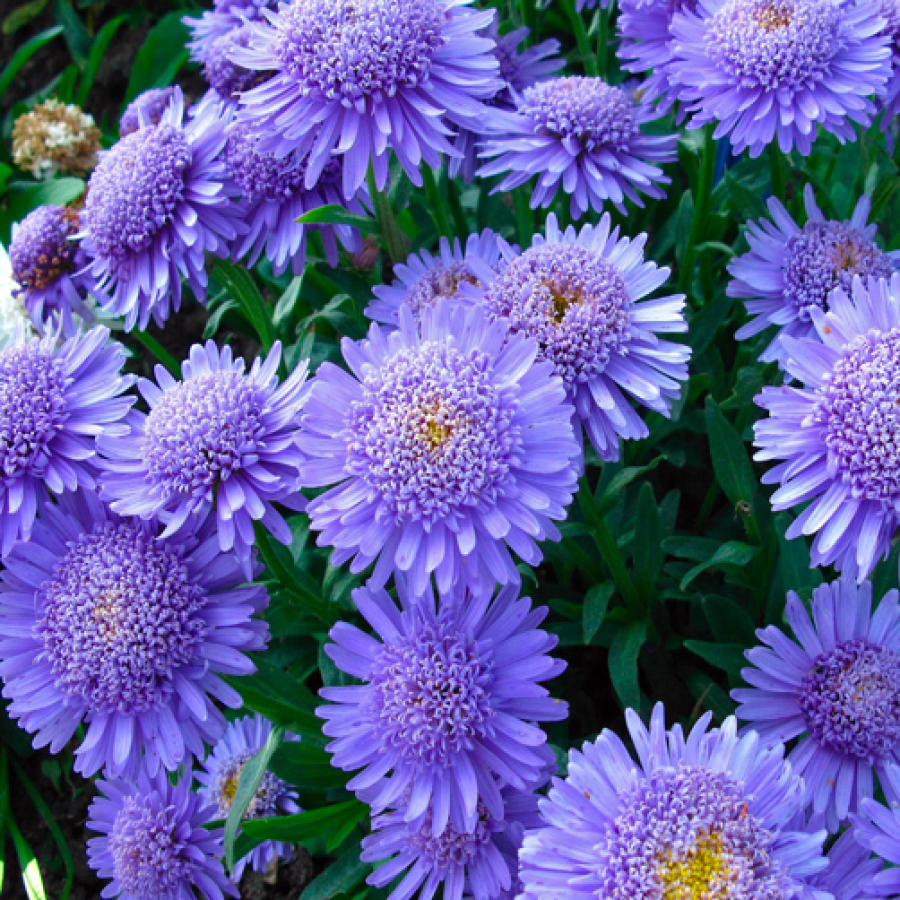 Perennial asters: varieties of alpine asters, planting and care features