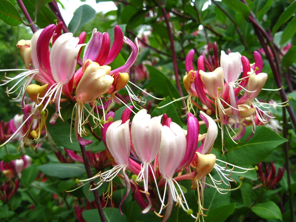 Curly honeysuckle: decorative vine to decorate the site