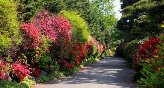 Weigels as a hedge