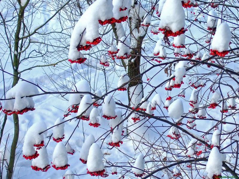 December in the garden, rowan in the snow