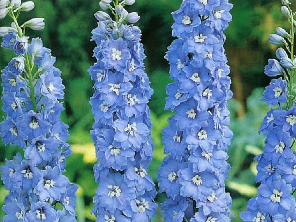 Growing a delphinium from seeds at home