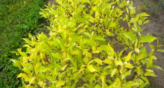 Dogwood Aurea