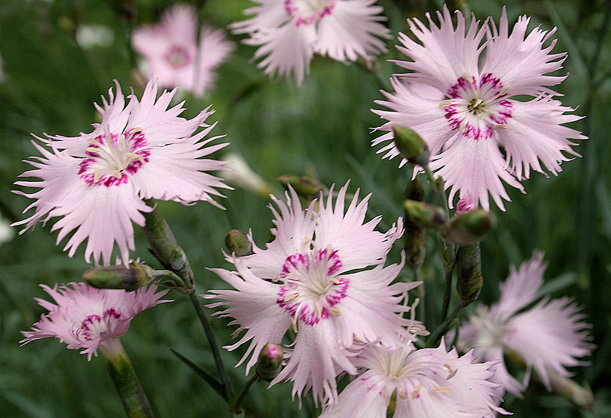 Carnation: description of the plant and photo of flowers