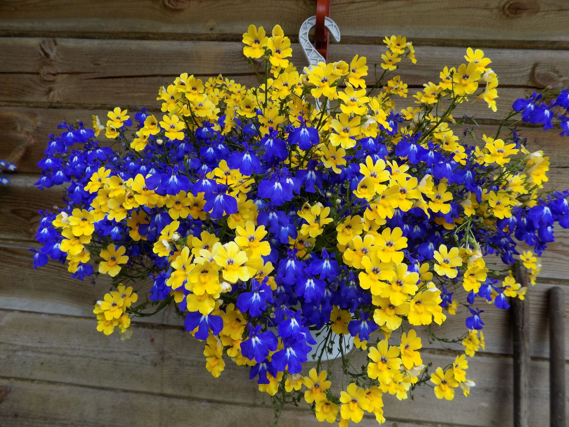 Ampel flowers for placement in pots and their names