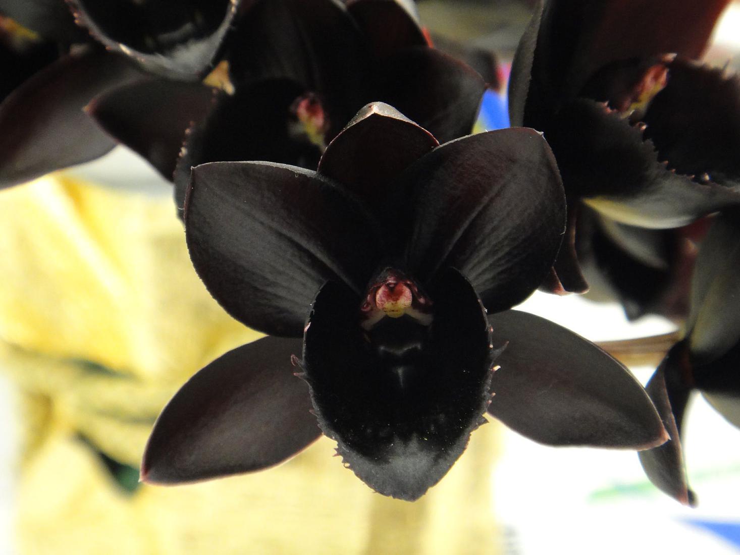 Phalaenopsis - a black orchid flower, as it looks in the photo