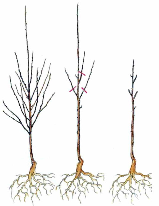 Young cherry pruning scheme