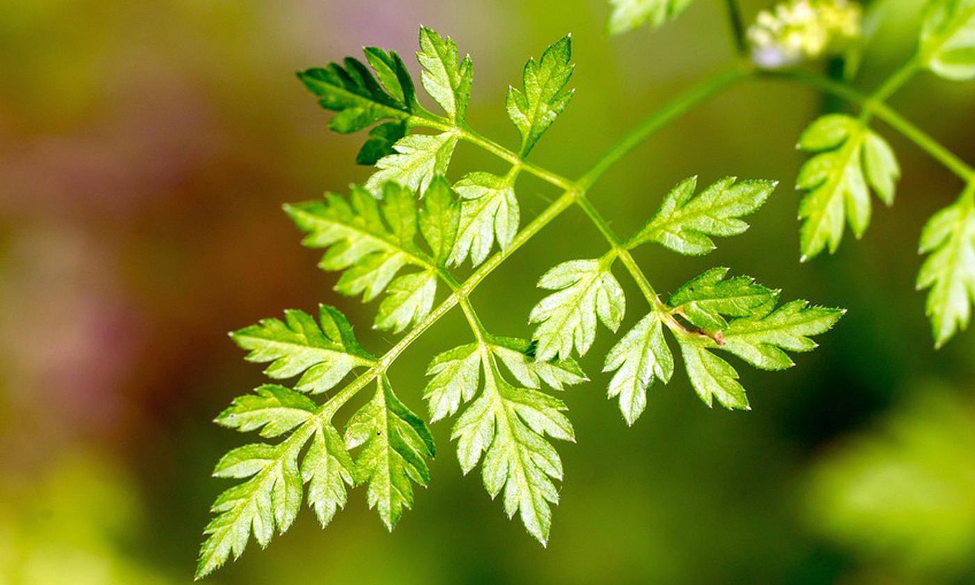 What is chervil: rules for growing this plant from seeds