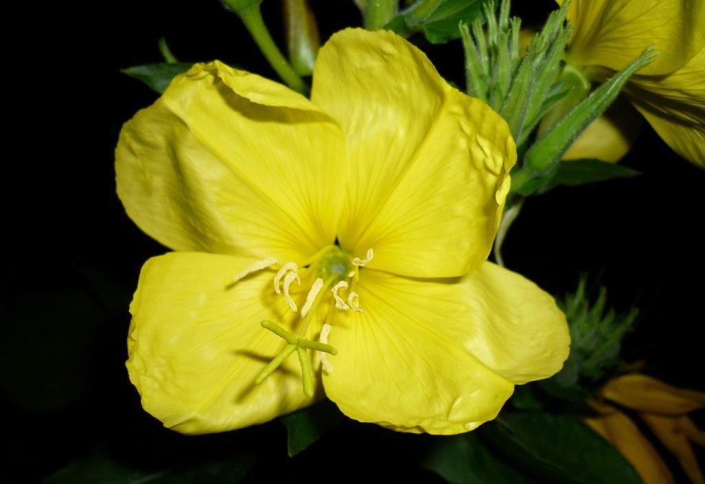 Planting and caring for perennial evening primrose, photo of flowers