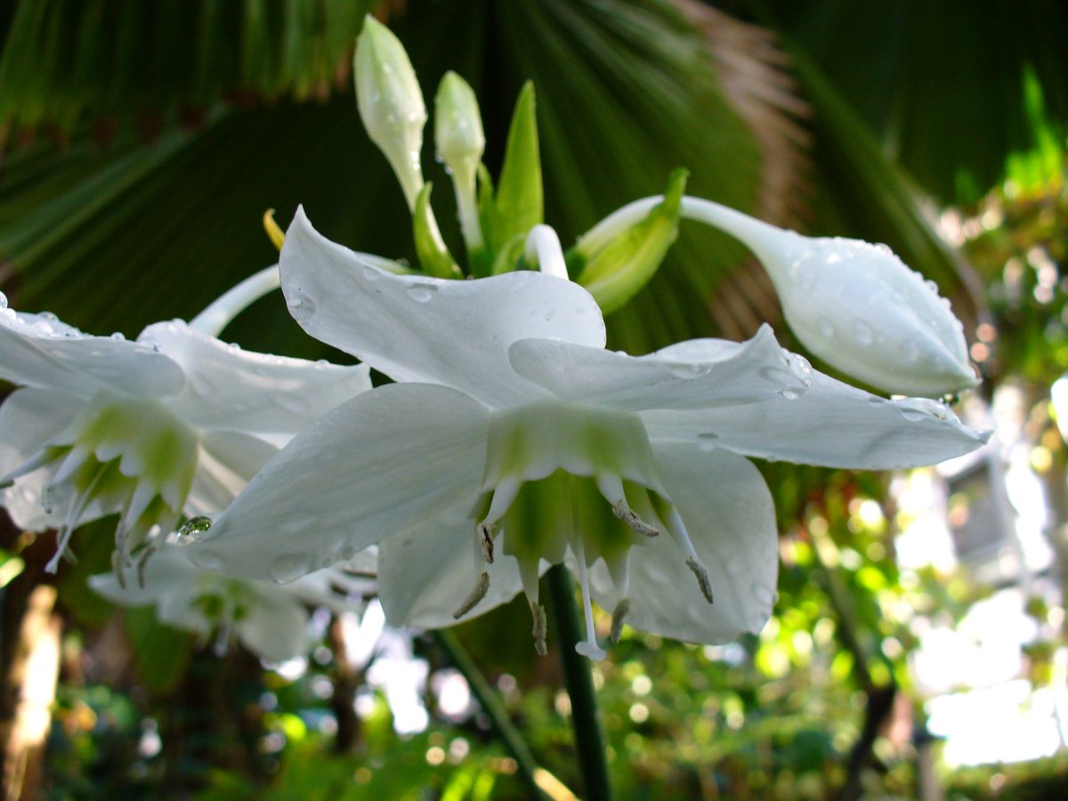 Why does not eucharis bloom? Home care