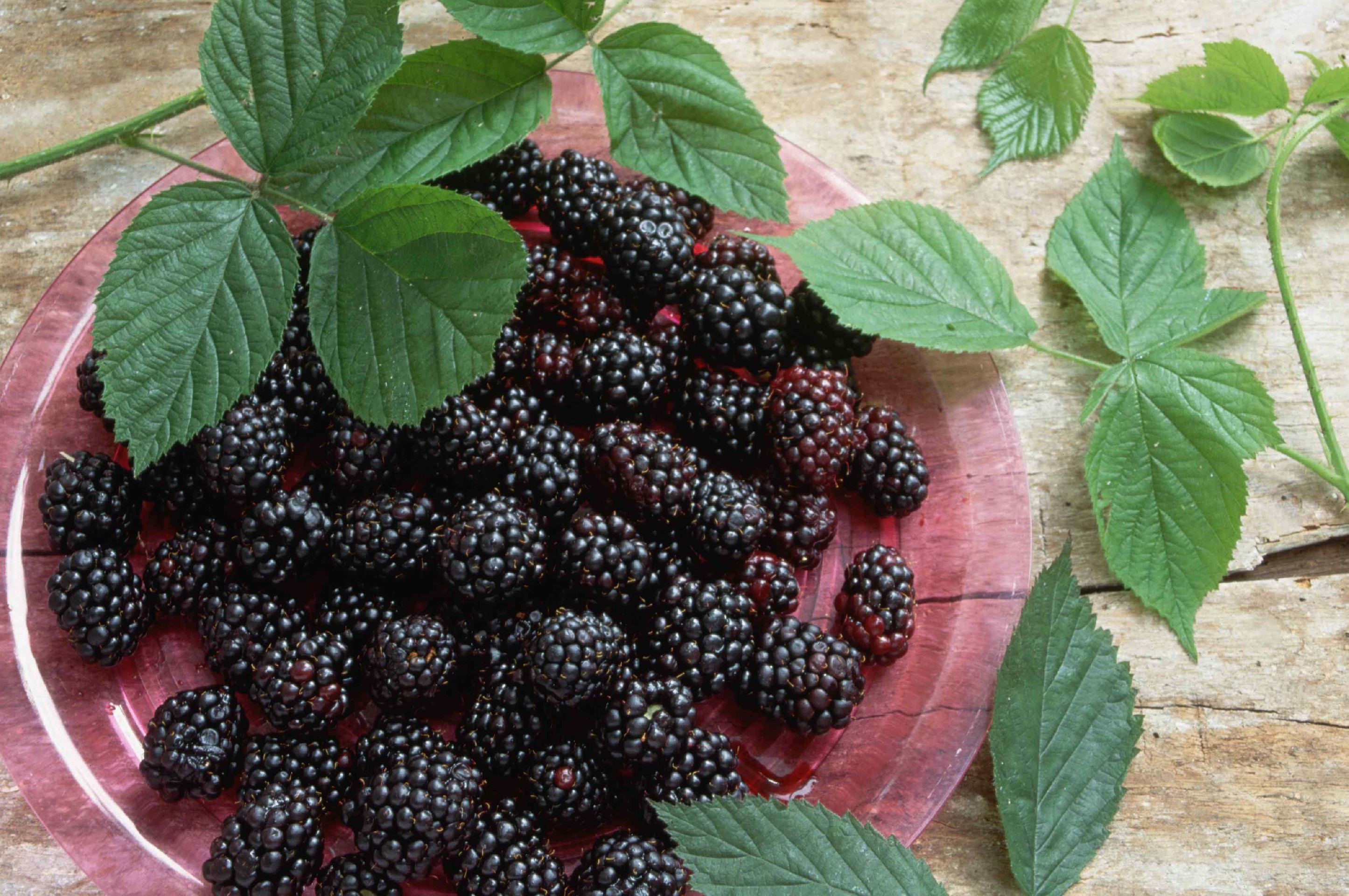 All the rules for growing blackberries: we plant, form, propagate and process from pests