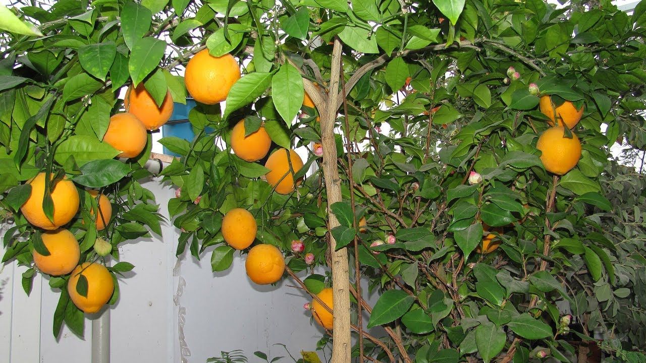 We grow oranges at home and outdoors