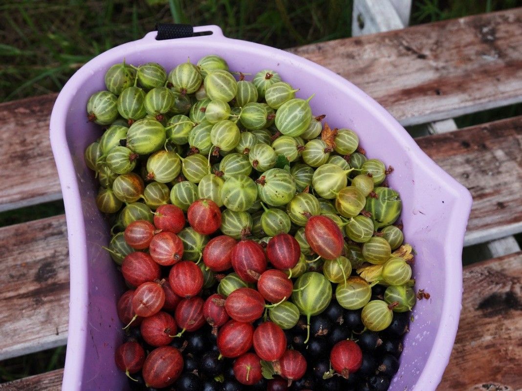 Gooseberry varieties: classification, disease resistance, characteristics and features