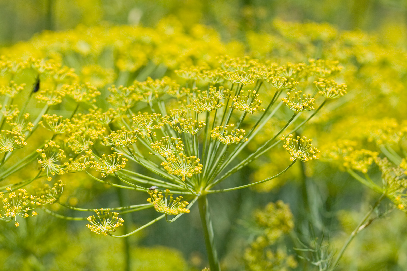 Fennel - useful properties and contraindications