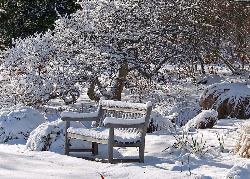 February in the garden