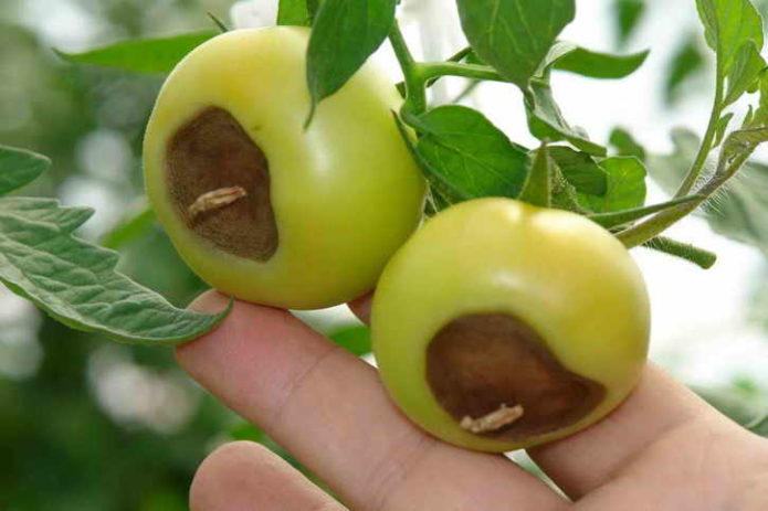 Late blight on tomatoes