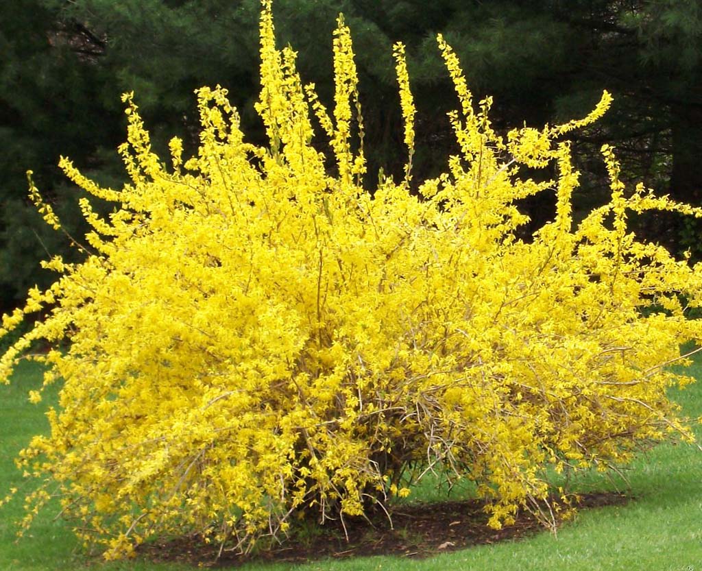 Planting forsythia: how and how long it blooms, caring for the plant