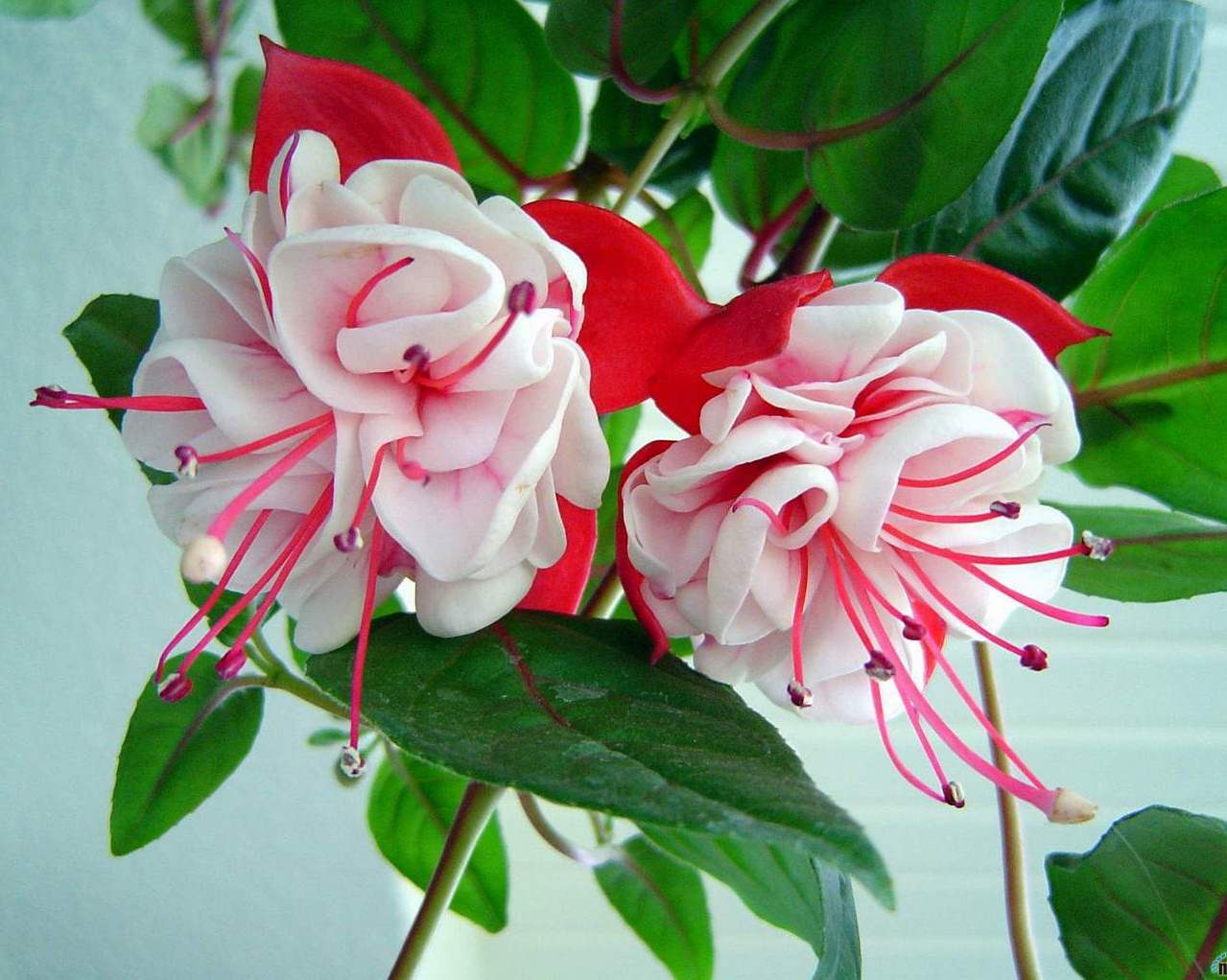 Growing and caring for fuchsia at home