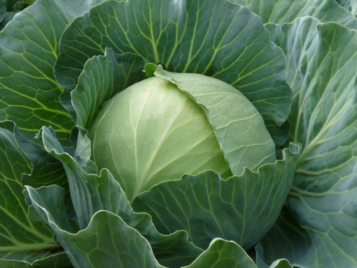 White cabbage Gift: what attracts the variety of gardeners and how to achieve high yields