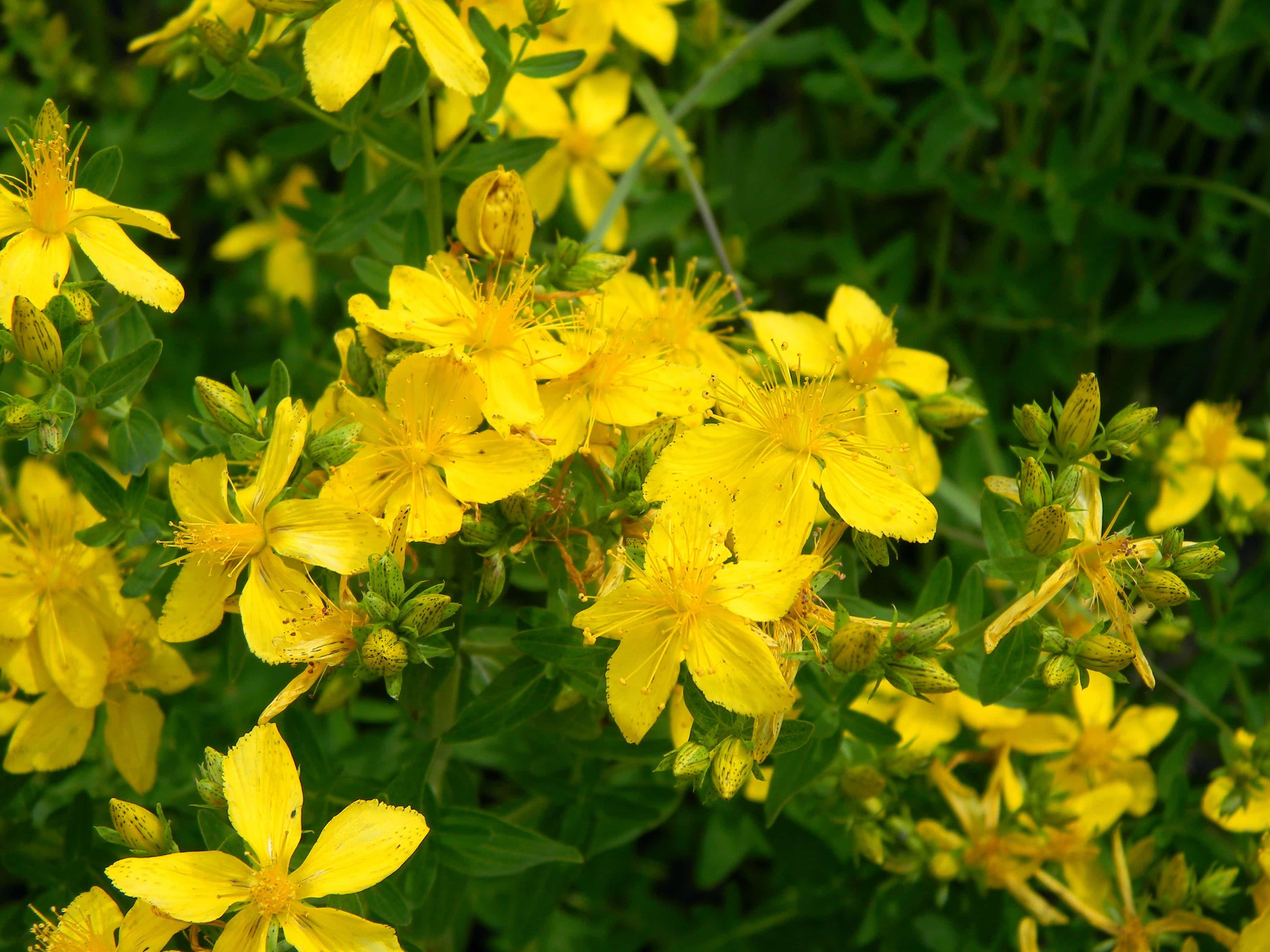 St. John's wort: medicinal properties and contraindications for women