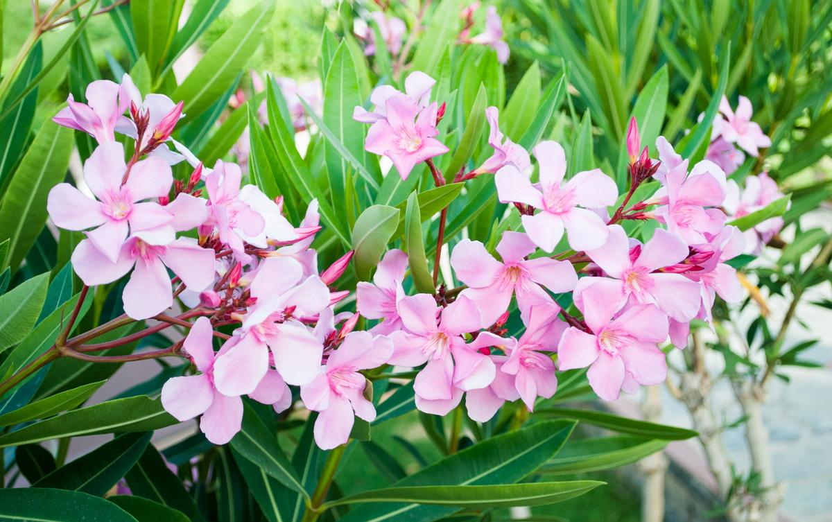 Oleander flower: growing and care at home, photo