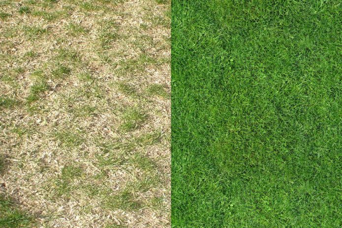 Lawn: real and desired