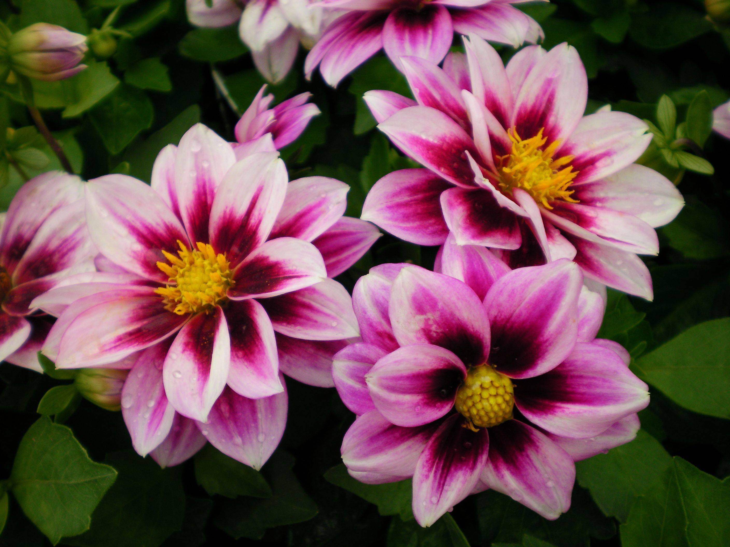 Growing annual dahlias: care and photos