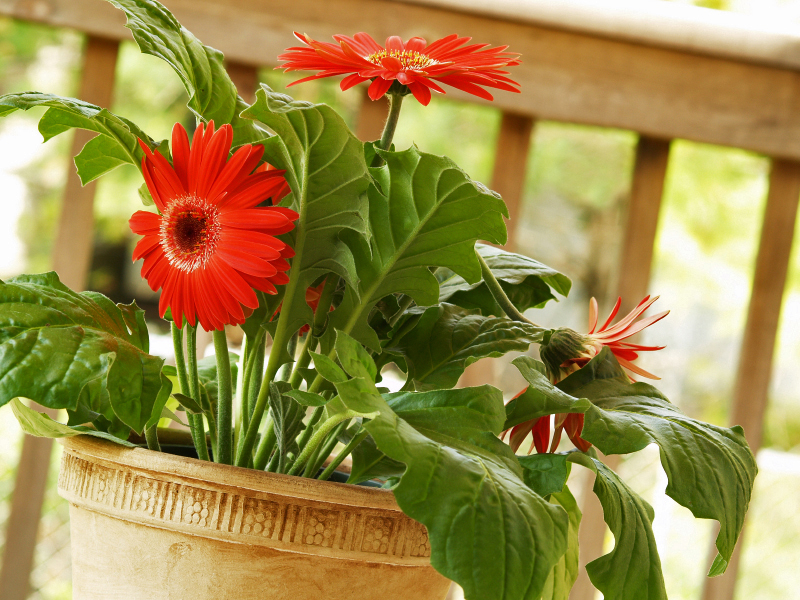 Indoor gerbera, flower care at home