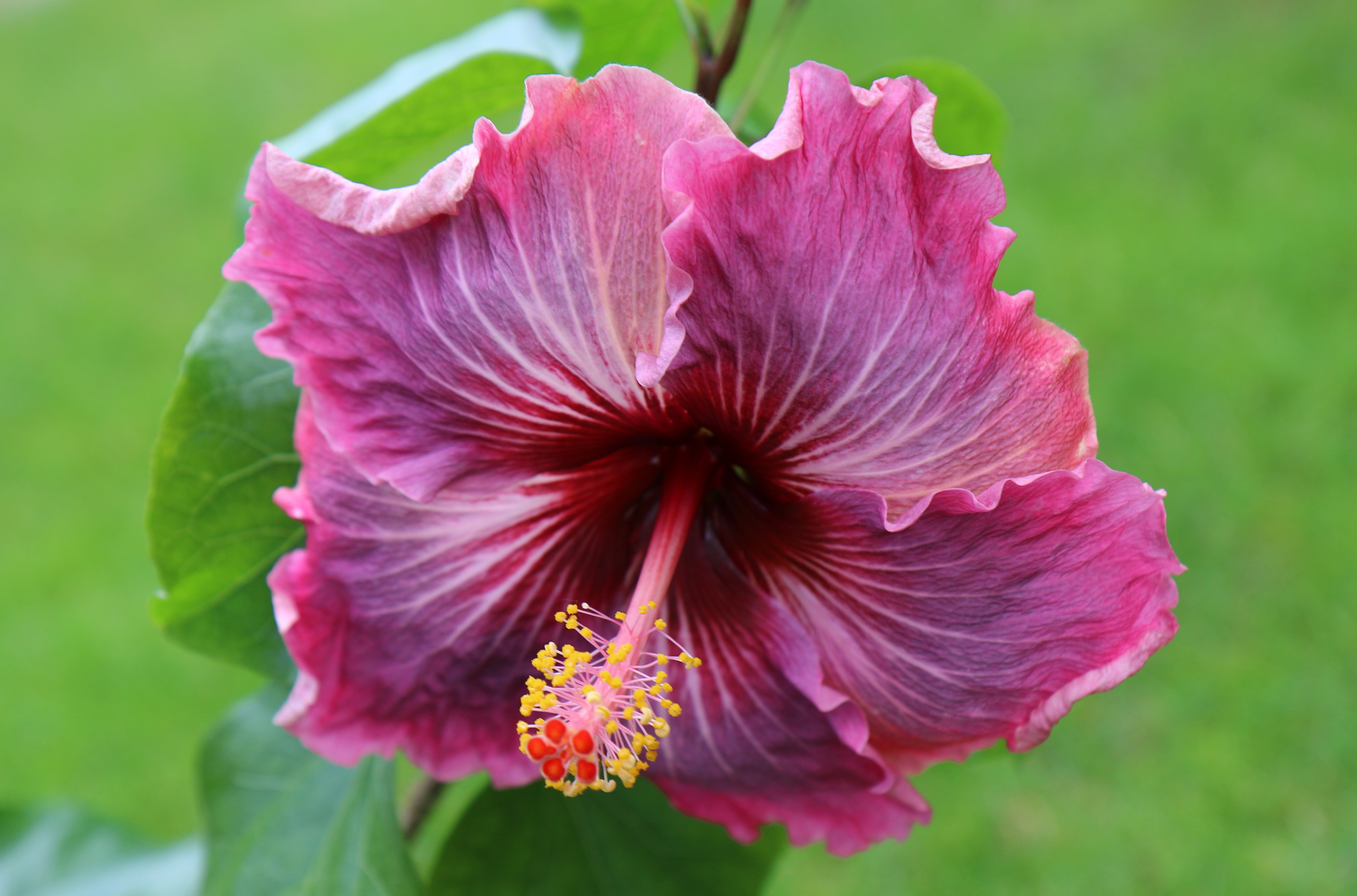 Hibiscus care at home: varieties, photos