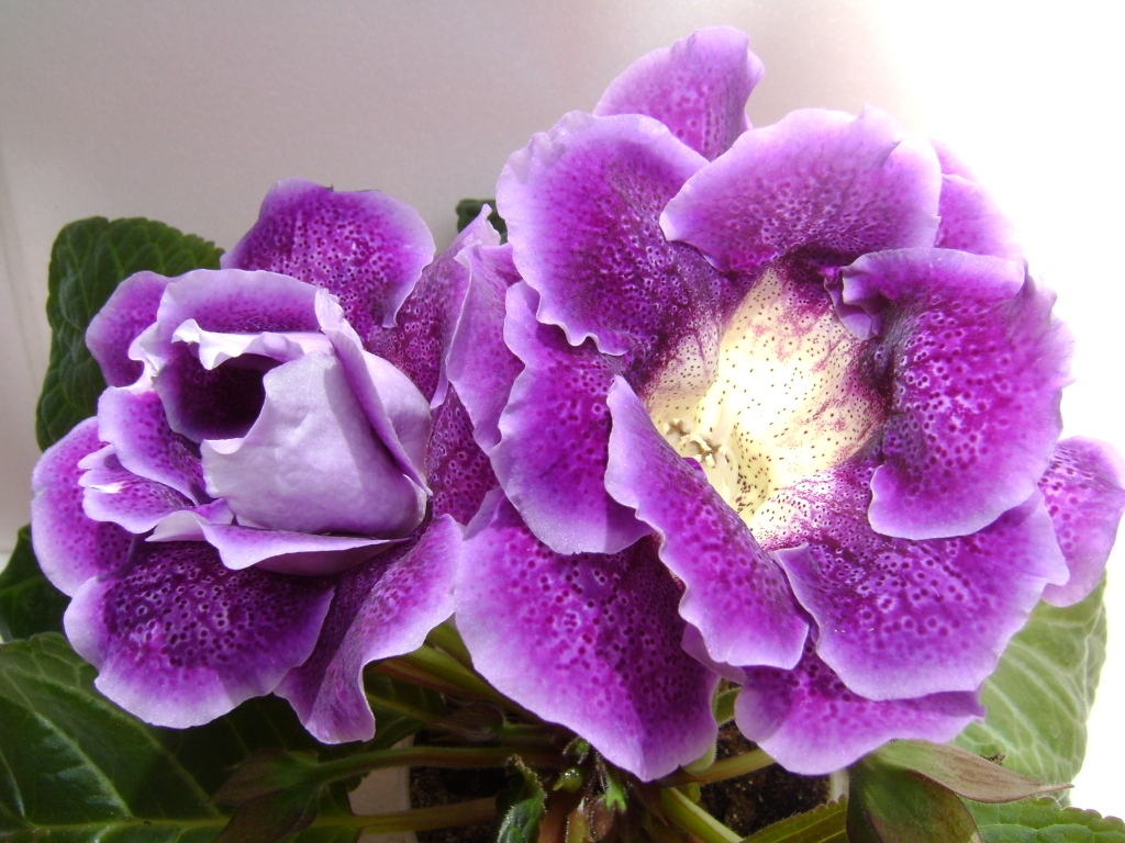 Gloxinia: care and cultivation at home, reproduction