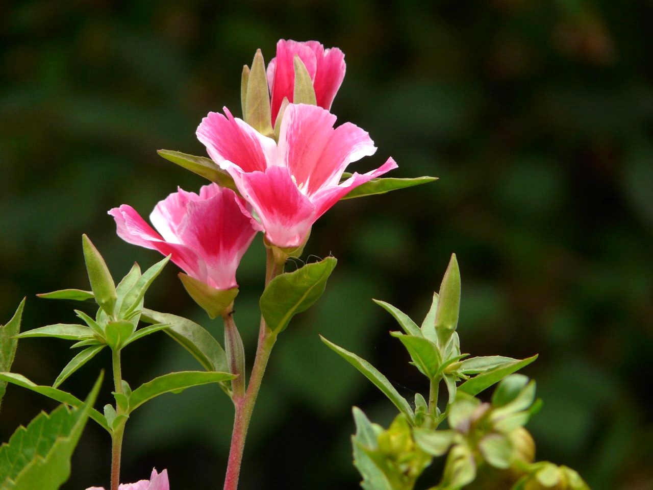 Growing godetia from seeds - when to plant and how to care?