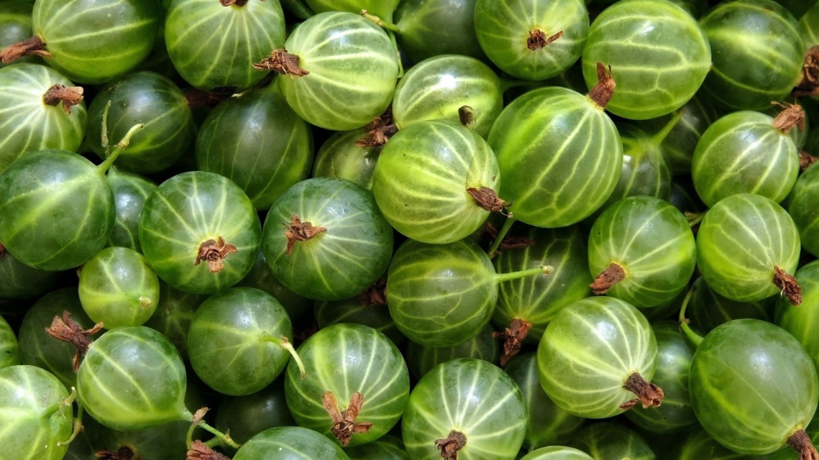 Spring stages of gooseberry cultivation technology