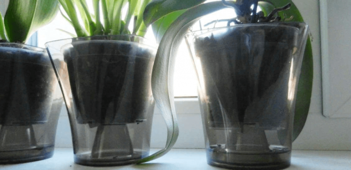 Potted flowers in transparent containers