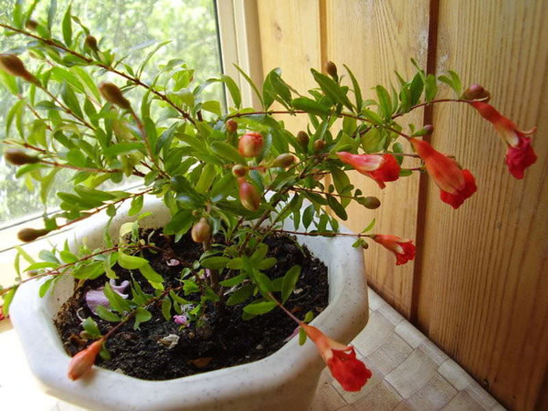 Growing pomegranate from a stone at home: tips, photos