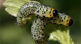 Gooseberry sawfly caterpillars on a leaf