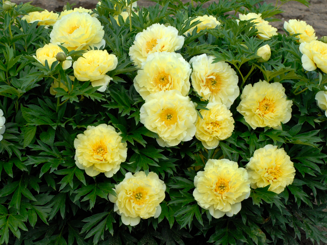 Peony Ito-hybrid Bartzella: photo of flowers and features of bartzella