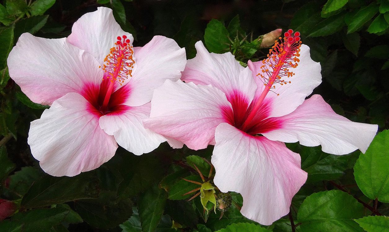 Why hibiscus is called the flower of death, caring for a Chinese rose