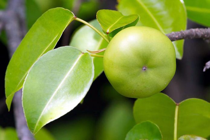 Manchineel tree