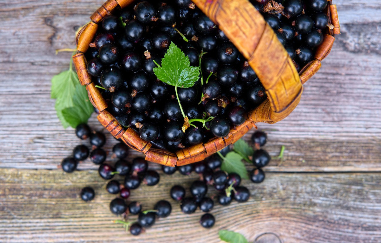 Simple ways of breeding currants at their summer cottage