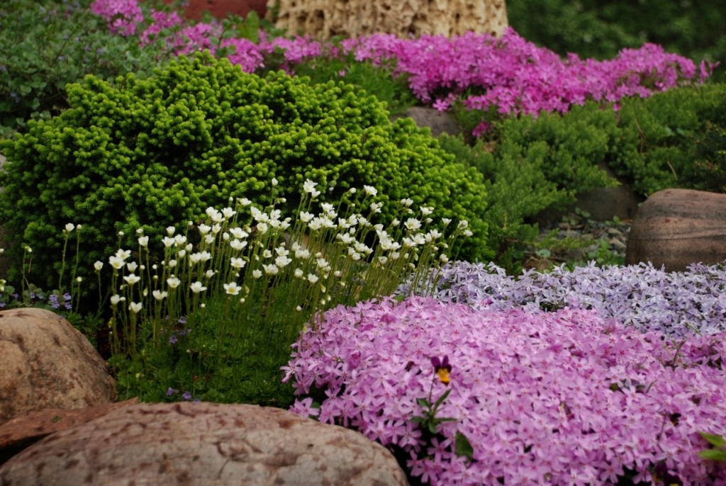 Ground cover plants: names and photos of flowers