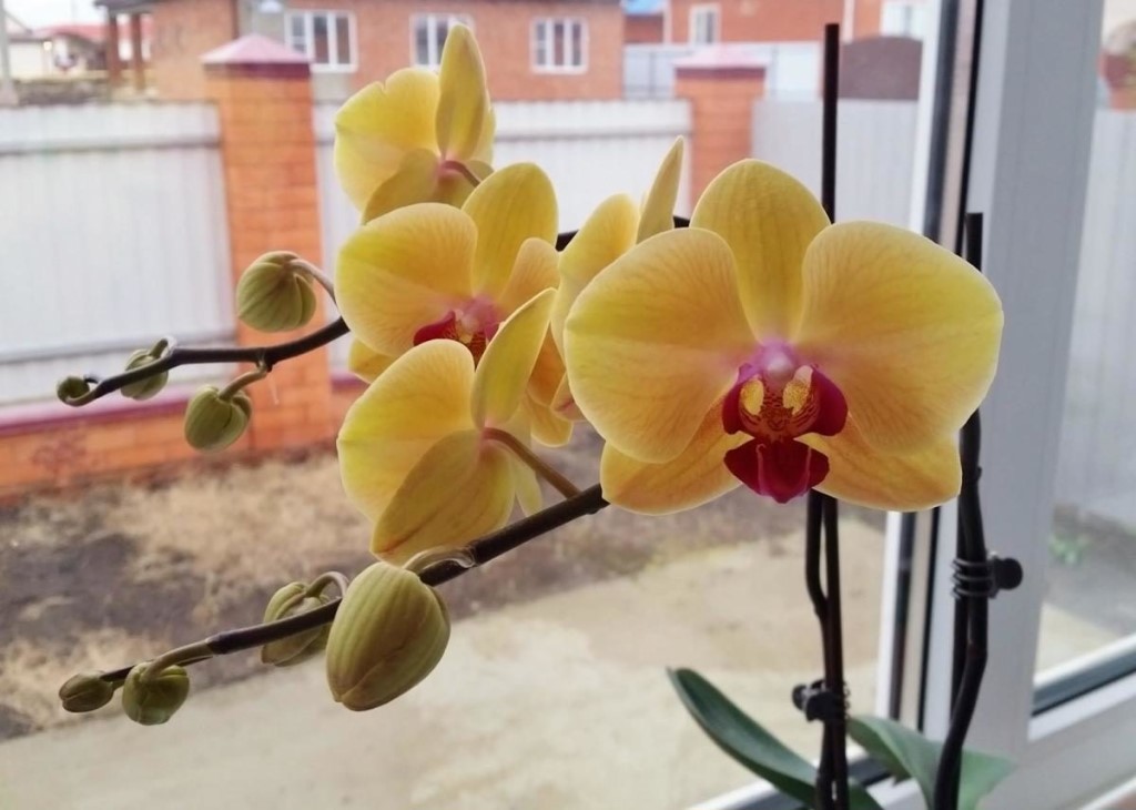 Phalaenopsis orchid diseases and methods of their treatment with photos