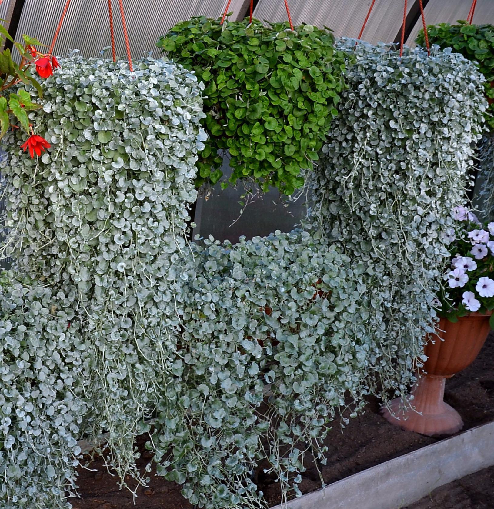 Dichondra Emerald Falls: growing from seeds, planting and care