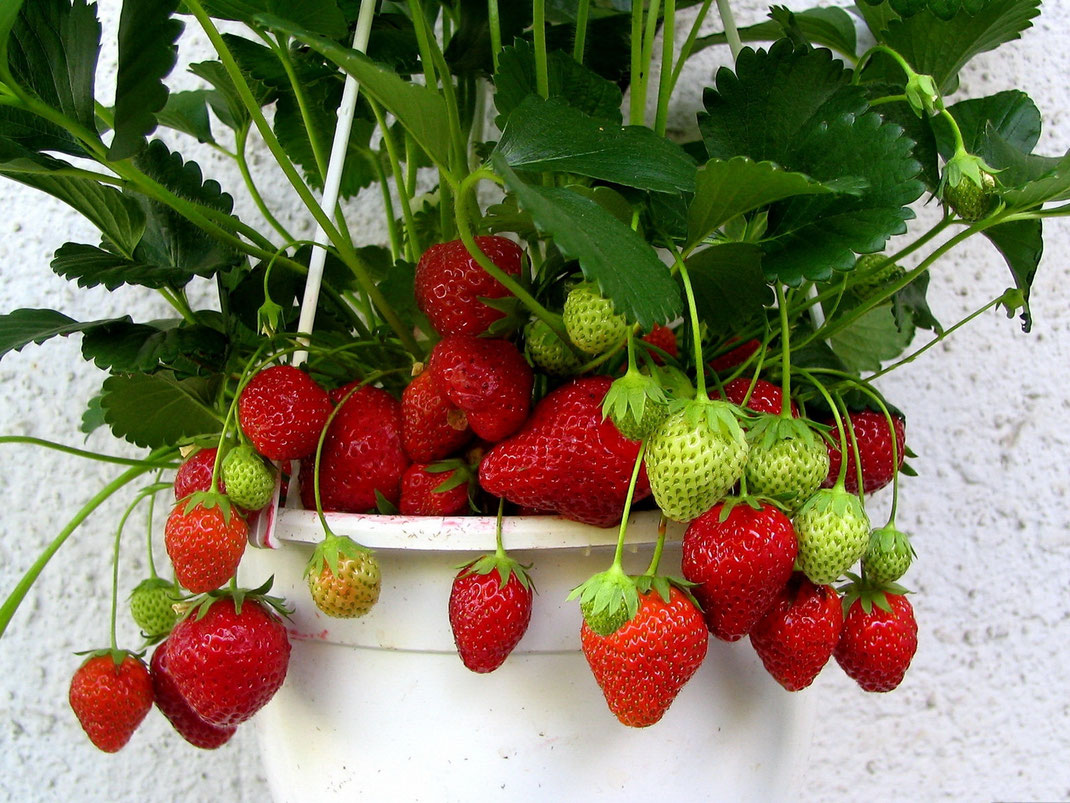 How to grow delicious strawberries at home, varieties and tips