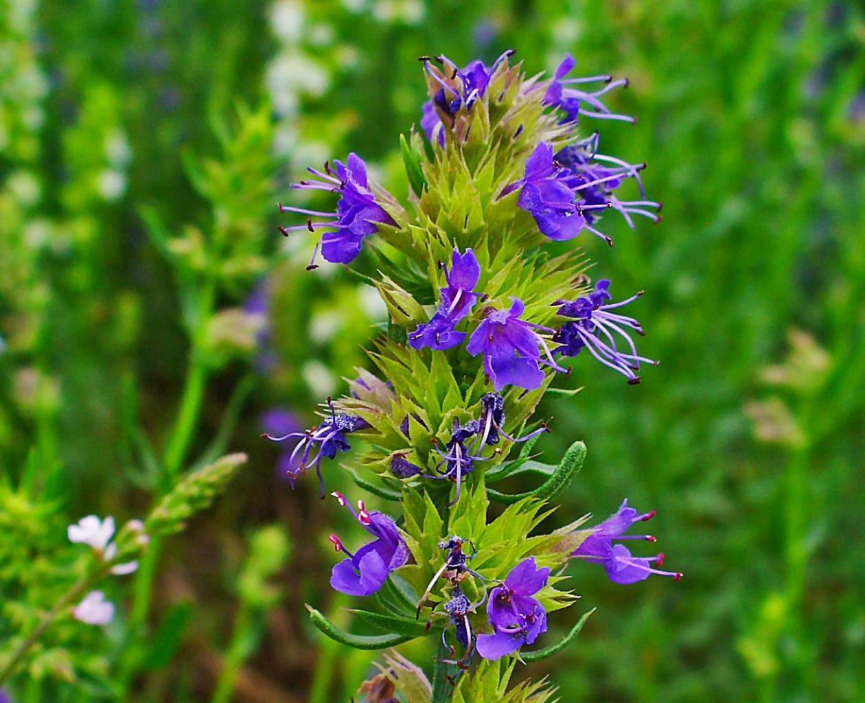 Hyssop or blue St. John's wort: growing from seeds, care and photos